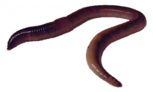 Dew worm.